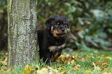 ROTTWEILER 347